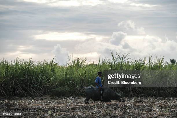 Farmworker rides a carabao at a sugarcane farm in Victorias City, Negros Occidental, the Philippines, on Friday, Oct. 7, 2022. The Philippines missed...