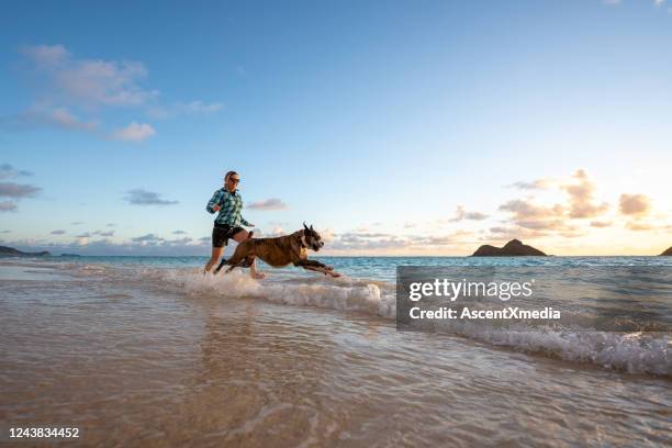 woman with boxer dog runs along the beach at sunrise - boxer dog playing stock pictures, royalty-free photos & images