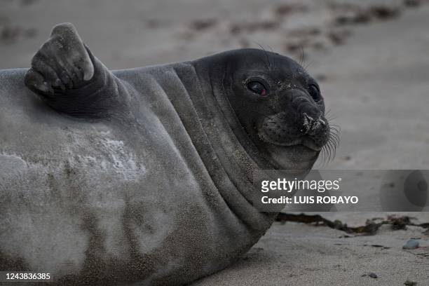 Baby Elephant seal is seen on the sand at Isla Escondida beach near Rawson, Chubut Province, Argentina, on October 8, 2022.