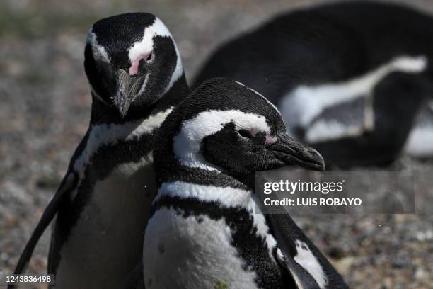 Magellanic penguins are seen at Punta Tombo National Reserve, Chubut Province, Argentina, on October 8, 2022.