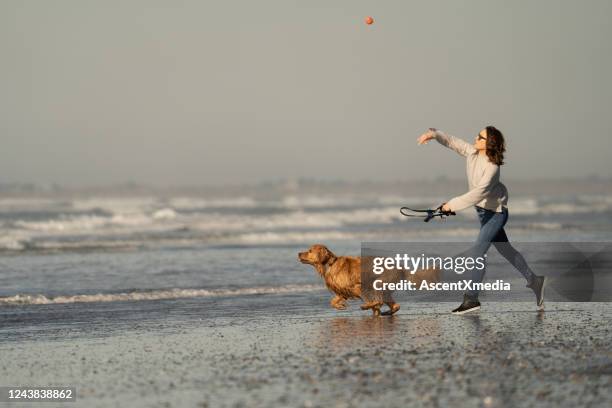 woman throws ball for her golden retriever on the beach - majestic dog stock pictures, royalty-free photos & images