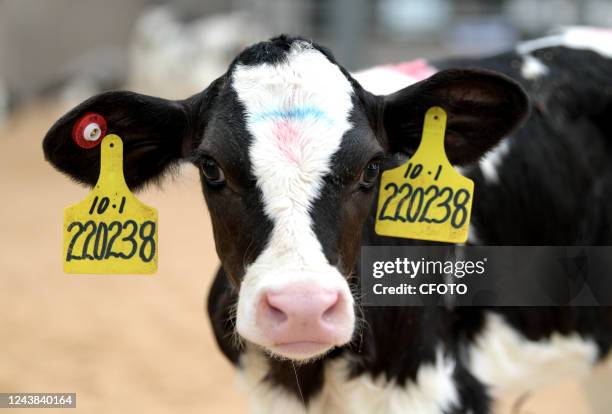 Each cow has an electronic ear tag equivalent to a cow ID card, which records a lot of information about the cow, such as birth date, feed intake and...