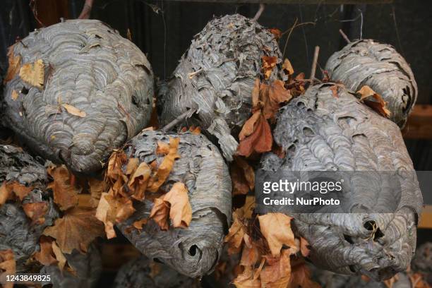Paper wasp and hornets nests displayed in Woodbridge, Ontario, Canada, on October 08, 2022.
