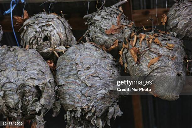 Paper wasp and hornets nests displayed in Woodbridge, Ontario, Canada, on October 08, 2022.