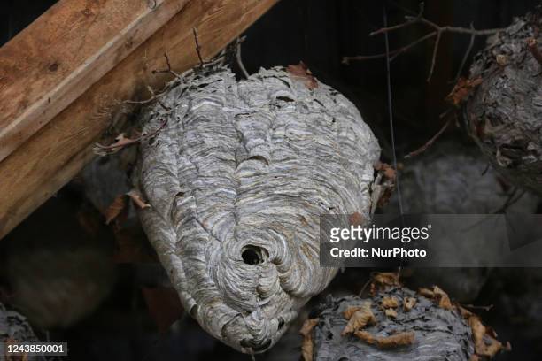 Paper wasp and hornets nests displayed in Woodbridge, Ontario, Canada, on October 08, 2022.