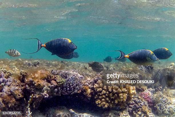 Orange-spine unicornfish , also known as barcheek unicornfish or naso tang, swim by a coral reef off the dive spot of Abu Dabbab along Egypt's...