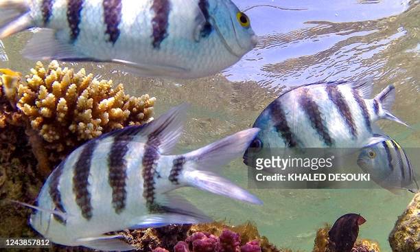 Sergeant major fish , also known as píntano, swim by a coral reef off the dive spot of Abu Dabbab along Egypt's southern Red Sea coast north of Marsa...