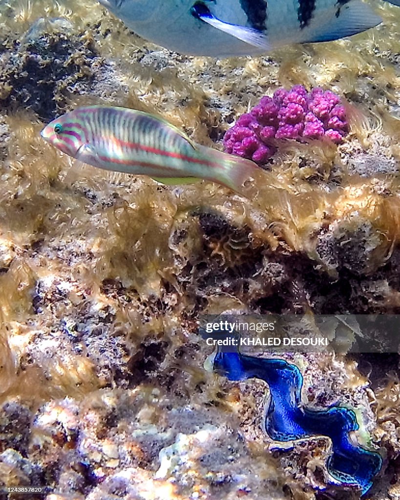 EGYPT-UN-COP27-CLIMATE-CORAL