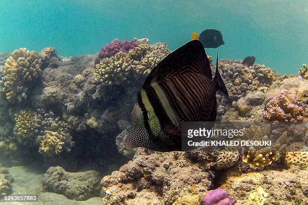 Red Sea sailfin tang , also known as Desjardin's sailfin tang, swim by a coral reef off the dive spot of Abu Dabbab along Egypt's southern Red Sea...