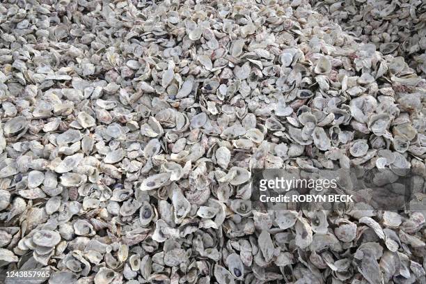 Piles of old bleached oyster shells are seen at the site of the South Bay Native Oyster Living Shoreline Project, September 30, 2022 near the Chula...