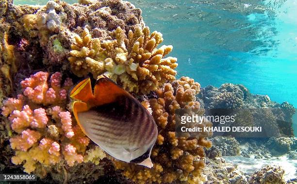 Threadfin butterflyfish swim by a coral reef off the dive spot of Abu Dabbab along Egypt's southern Red Sea coast north of Marsa Alam on September...