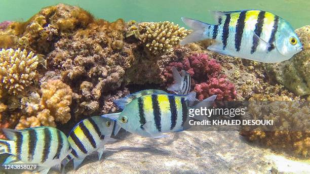 Sergeant major fish , also known as píntano, swim by a coral reef off the dive spot of Abu Dabbab along Egypt's southern Red Sea coast north of Marsa...
