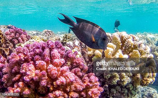 Striated surgeonfish swim by a coral reef off the dive spot of Abu Dabbab along Egypt's southern Red Sea coast north of Marsa Alam on September 17,...