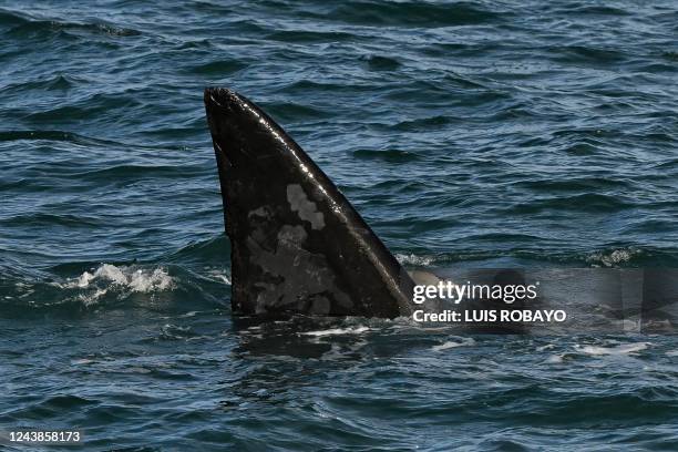 Southern right whale flipper is seen at La Cantera beach near Puerto Madryn, Chubut Province, Argentina, on October 8, 2022. - Authorities have...