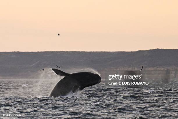 Southern right whale jumps in the waters of the South Atlantic Ocean near Puerto Piramides, Chubut Province, Argentina, on October 5, 2022. - Despite...