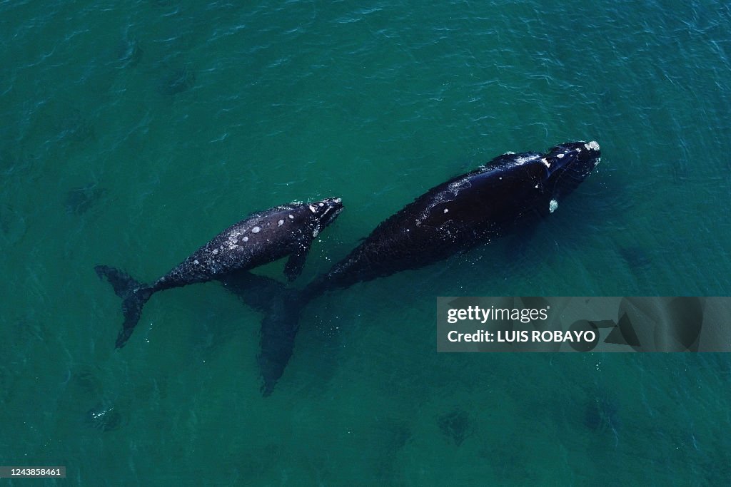 TOPSHOT-ARGENTINA-ENVIRONMENT-ANIMAL-WHALE