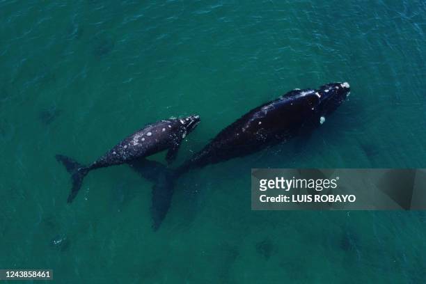In this aerial view, a southern right whale is seen with its calves in the waters of the South Atlantic Ocean near Puerto Madryn, Chubut Province,...