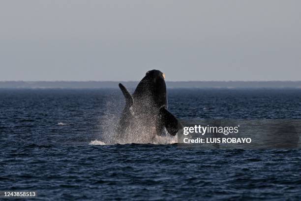 Southern right whale jumps at La Cantera beach near Puerto Madryn, Chubut Province, Argentina, on October 6, 2022. - Authorities have recorded more...