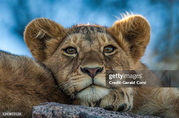 female african lion a the kopje, panthera leo, serengeti national park, tanzania, east africa. panthera leo melanochaita. - lion cub stock pictures, royalty-free photos & images