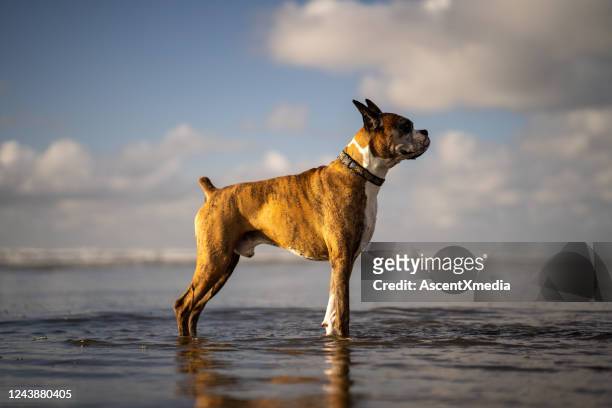 boxer dog relaxes in shallow water at beach - boxer dog stock pictures, royalty-free photos & images