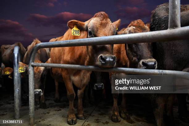 Photo taken on August 10, 2022 shows cows waiting to be milked on a dairy farm near Cambridge in New Zealand's Waikato region. - New Zealand on...