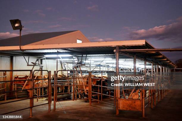 Photo taken on August 10, 2022 shows cows being milked on a dairy farm near Cambridge in New Zealand's Waikato region. - New Zealand on October 11,...