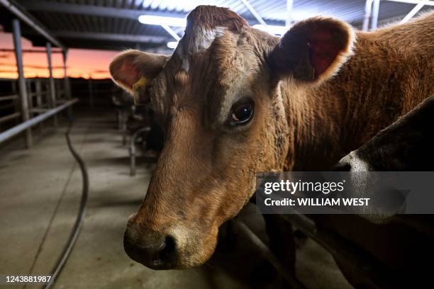 Photo taken on August 10, 2022 shows cows being milked on a dairy farm near Cambridge in New Zealand's Waikato region. New Zealand on October 11,...