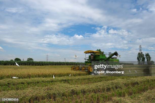 Ambala Rice Ambala District Photos and Premium High Res Pictures - Getty Images