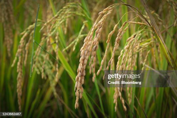 Ambala Rice Ambala District Photos and Premium High Res Pictures - Getty Images