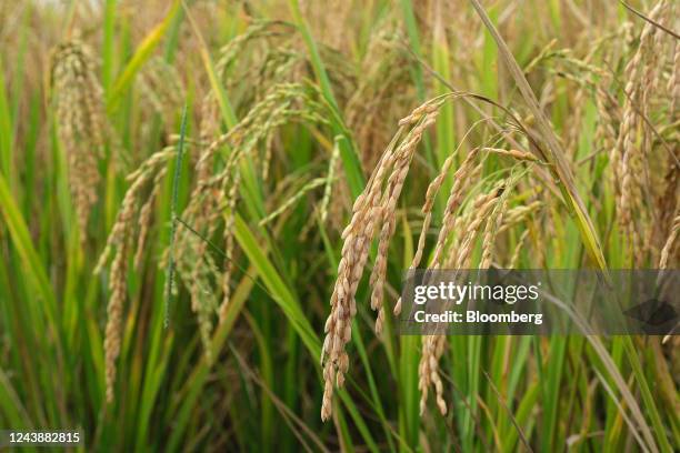 Ambala Rice Ambala District Photos and Premium High Res Pictures - Getty Images