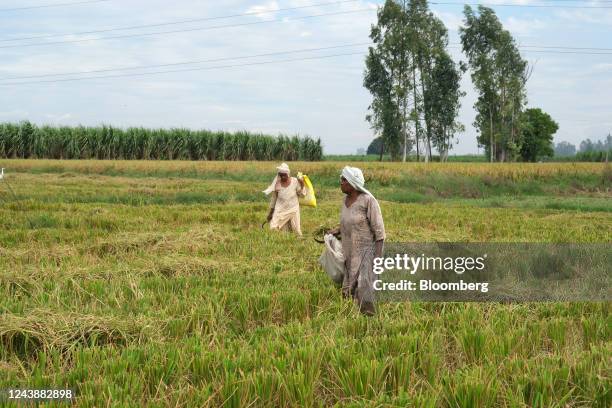 Ambala Rice 33 Ambala District Stock Photos, High-Res Pictures, and Images - Getty ...