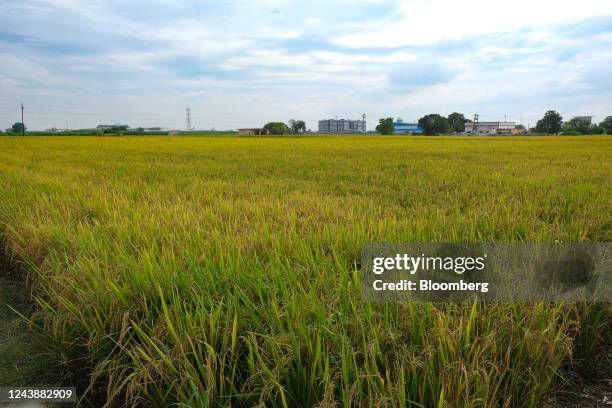 Ambala Rice 30 Ambala District Stock Photos, High-Res Pictures, and Images - Getty ...