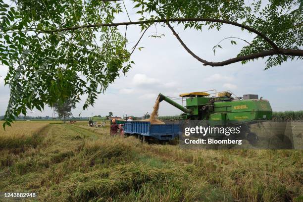 Ambala Rice Ambala District Photos and Premium High Res Pictures - Getty Images