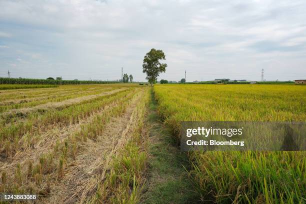 Ambala Rice Ambala District Photos and Premium High Res Pictures - Getty Images