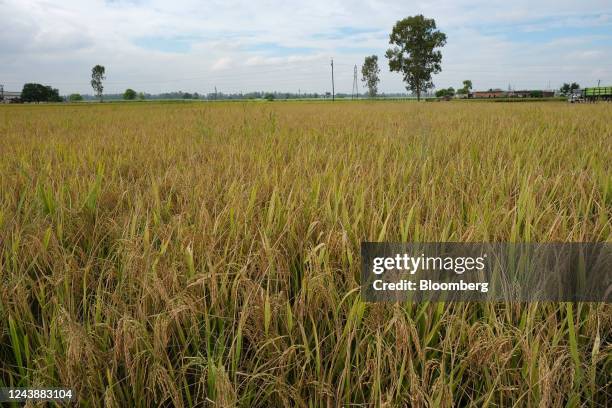 Ambala Rice 27 Ambala District Stock Photos, High-Res Pictures, and Images - Getty ...