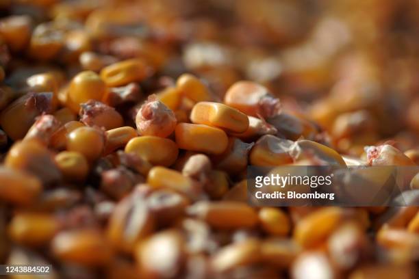 Corn kernels in a trailer during the harvest on a farm, operated by Al Dahra Agricultural Co., in Padinska Skela, Belgrade, Serbia, on Sunday, Oct....
