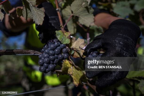 Picker cuts the grapes from the vine at the Gusbourne Estate, Appledore near Ashford, on October 28, 2022. - According to a study published last...
