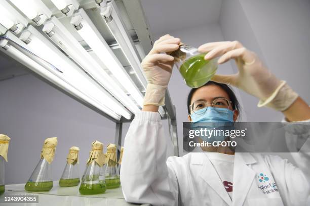 Technician regularly shakes algae cells in the breeding stage at a biological laboratory in Guiyang, Guizhou province, China, on Oct 12, 2022.