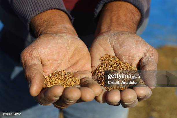 Farmer harvests sesame which is used in many fields from tahini to bakery products, from cosmetic industry to animal feed, during harvest season in...