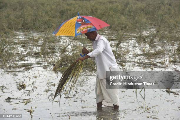 Farmer at his paddy field where 50% of the cultivation was ruined due to unseasonal rains on October 11, 2022 in Noida, India. Farmers are struggling...