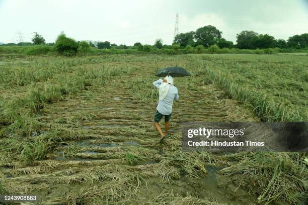 Farmer at his paddy field where 50% of the cultivation was ruined due to unseasonal rains on October 11, 2022 in Noida, India. Farmers are struggling...