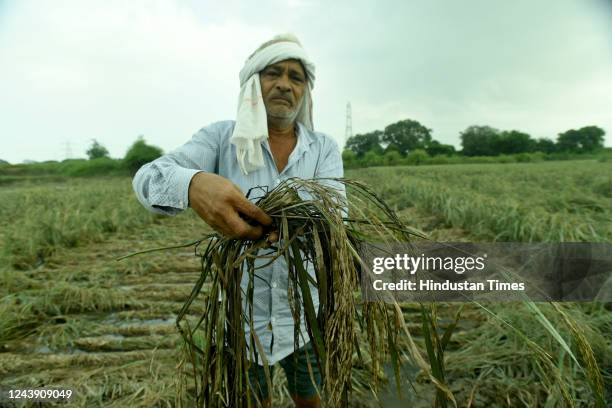 Farmer shows a damaged crop at his paddy field where 50% of the cultivation was ruined due to unseasonal rains on October 11, 2022 in Noida, India....