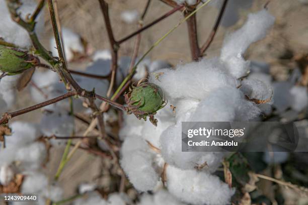 Close-up view of a cotton plant hanging on its branch in Amik Plain in Hatay, Turkiye on October 02, 2022. Amik Plain, where double cropping is...