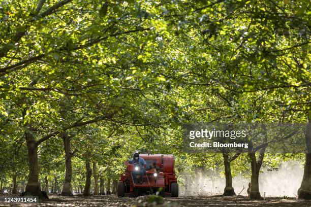Worker uses a harvester to pick up walnuts at Barton Ranch in Escalon, California, US, on Tuesday, Oct. 11, 2022. California is the biggest global...