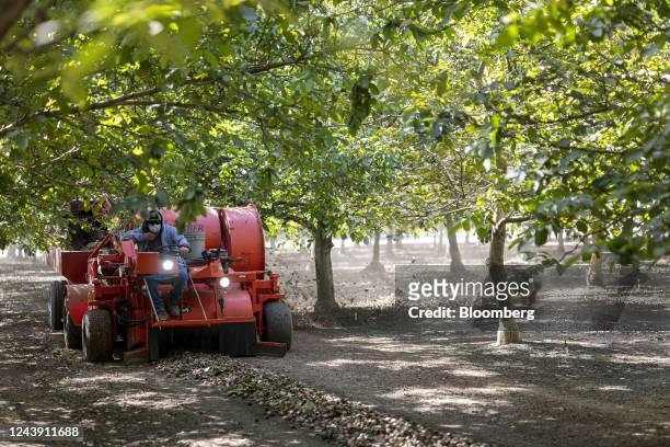 Worker uses a harvester to pick up walnuts at Barton Ranch in Escalon, California, US, on Tuesday, Oct. 11, 2022. California is the biggest global...