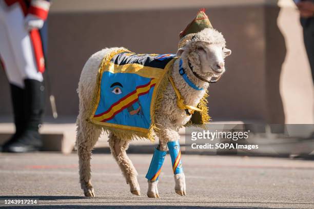 Traditional goat of the Spanish Legion seen during the Hispanic Day parade in Paseo de la Castellana, Madrid. Spain celebrates its national holiday...
