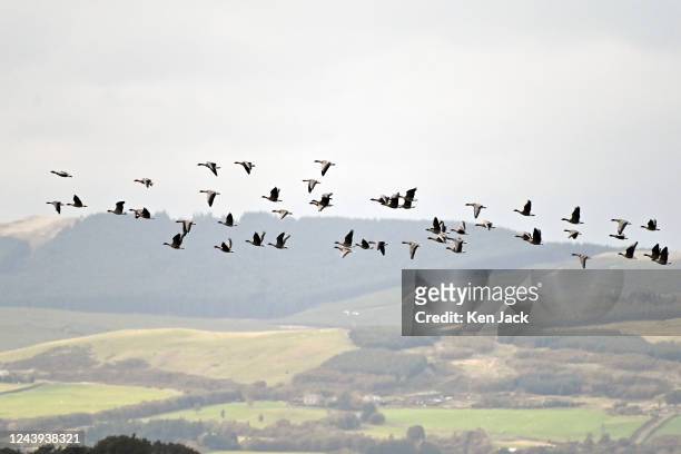 October 13: Pink-footed geese at RSPB Loch Leven nature reserve with autumn bird migration in full swing on October 13 in Kinross, Scotland....