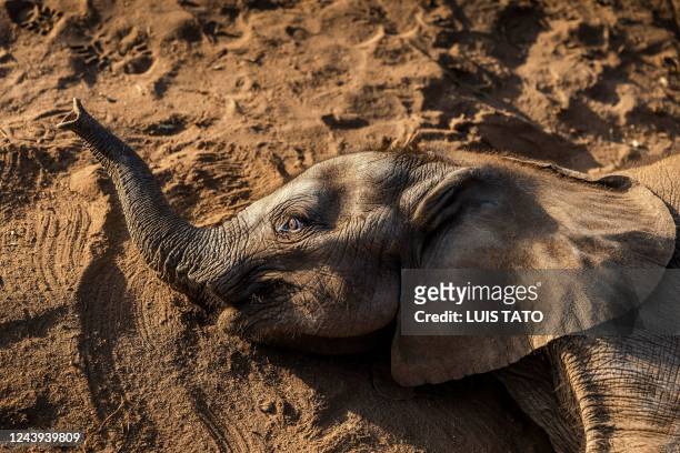 An elephant calf rests on the floor in the morning at Reteti Elephant Sanctuary in Namunyak Wildlife Conservancy, Samburu, Kenya on October 12, 2022....