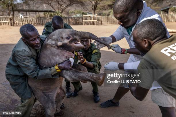 Elephant keepers hold 1-month-old elephant calf Naesemare while a resident veterinary disinfect some of her injuries at Reteti Elephant Sanctuary in...