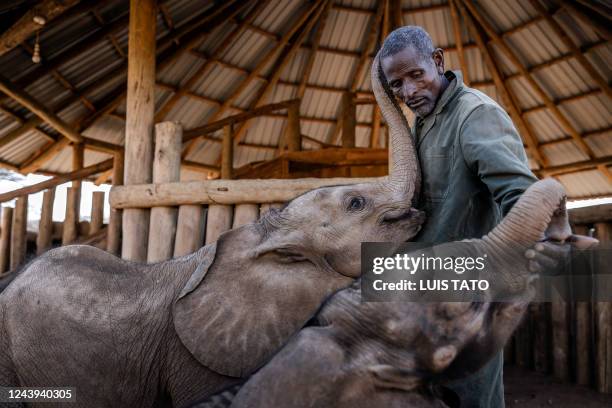 Elephant keeper Kiapi Lakupanai plays with two calves at Reteti Elephant Sanctuary in Namunyak Wildlife Conservancy, Samburu, Kenya on October 12,...